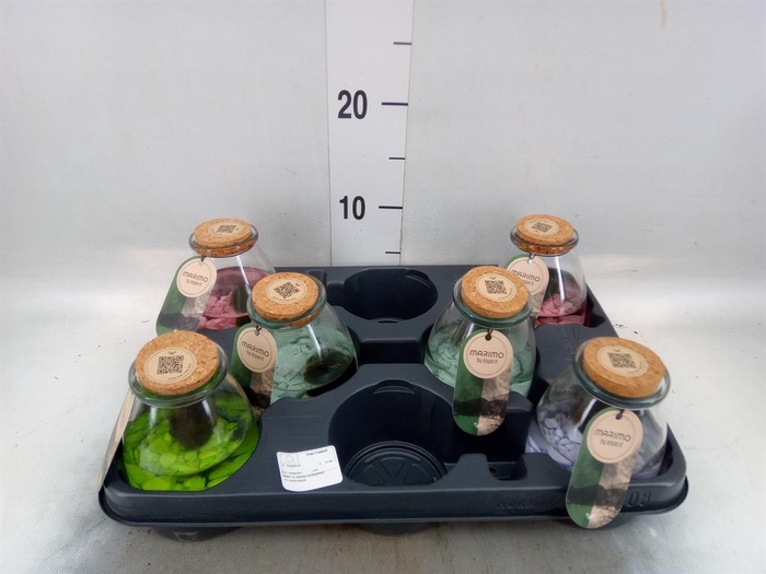 <h4>Arr. Waterplanten L%</h4>