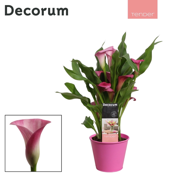 <h4>Zantedeschia (Calla) Roze in Ompot Zara LOVE (Decorum)</h4>