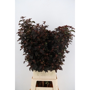 PHYSOCAR OP DIABOLO BLOEIEND 130CM
