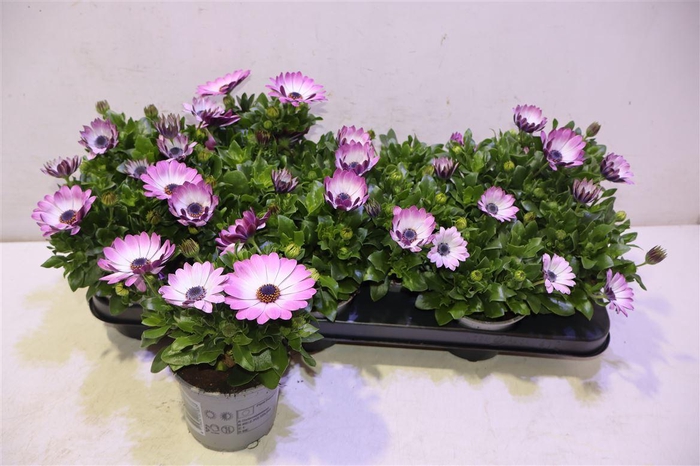 <h4>Osteo Pink Fantasy</h4>