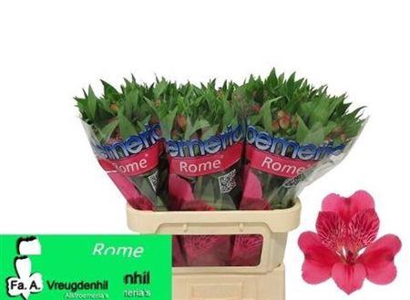 <h4>Alstroemeria Rome</h4>