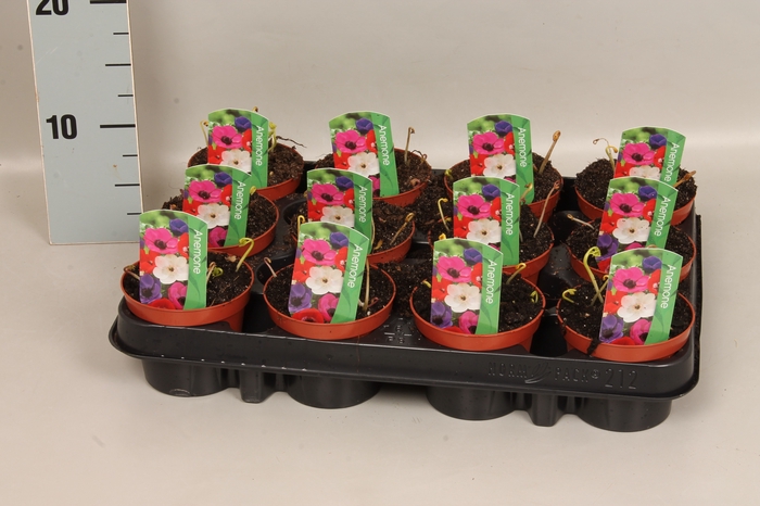 <h4>Bol op pot Anemone</h4>