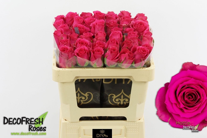 <h4>R Gr Hottie</h4>