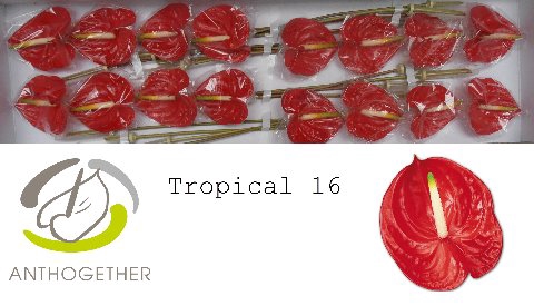 <h4>Anthurium Tropical</h4>