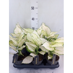 Aglaonema  'White Joy'
