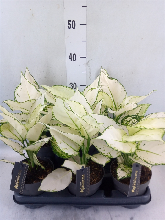 <h4>Aglaonema  'White Joy'</h4>