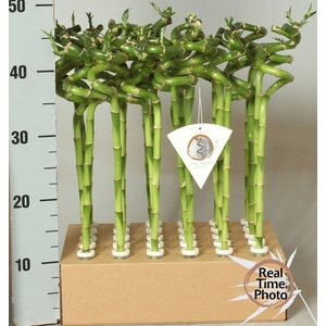 DRA LUCKY BAMBOO