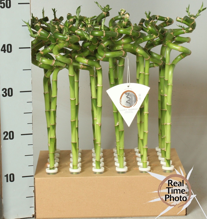 <h4>DRA LUCKY BAMBOO</h4>
