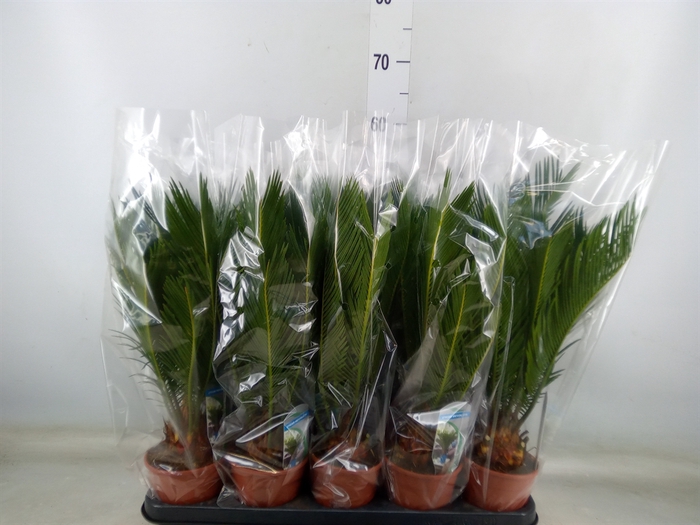 <h4>Cycas revoluta</h4>