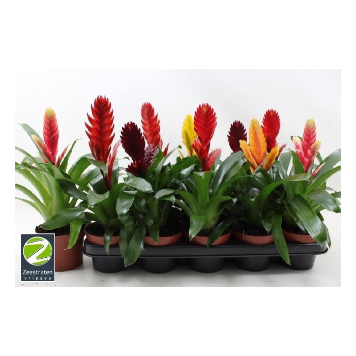 <h4>VRIES GEM 6 SRT</h4>