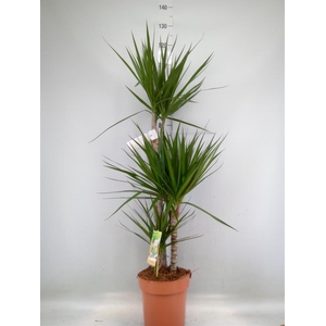 Dracaena marg.