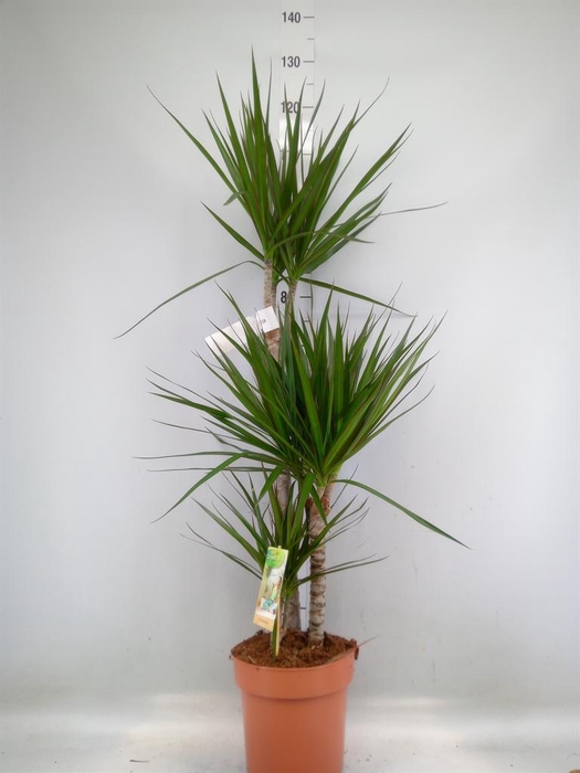 <h4>Dracaena marg.</h4>