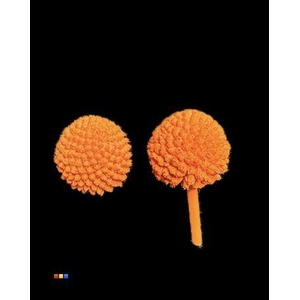 Craspedia Orange