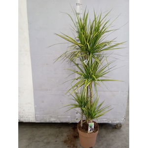 Dracaena marg. 'Sunray'