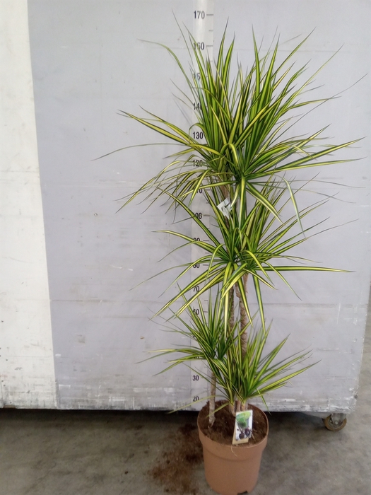 <h4>Dracaena marg. 'Sunray'</h4>