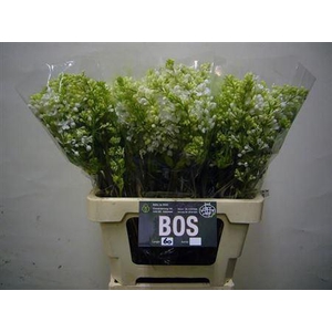 Syr M Flo Stepman Bs