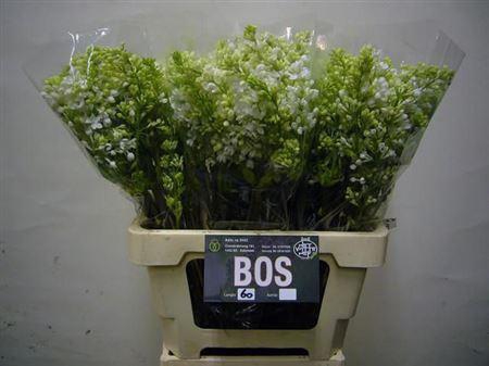 <h4>Syr M Flo Stepman Bs</h4>