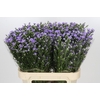 Aster Cassandra