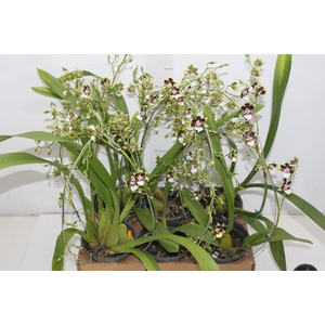 ONCIDIUM CLEOS PRIDE P15 BICOLOR