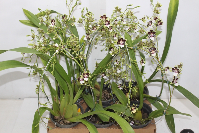 ONCIDIUM CLEOS PRIDE P15 BICOLOR