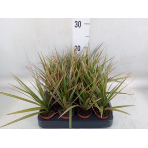 Dracaena marg. 'Bicolor'