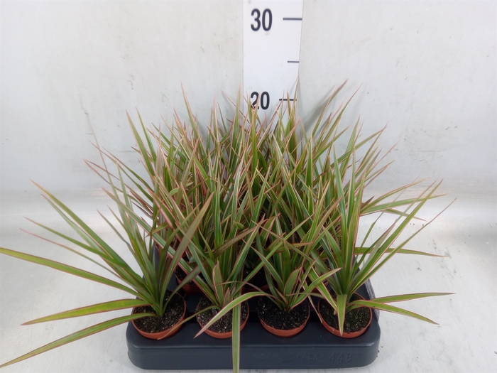 <h4>Dracaena marg. 'Bicolor'</h4>