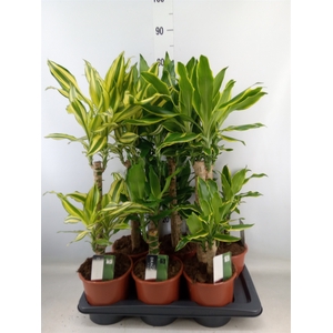 Dracaena frag.   ...mix 3