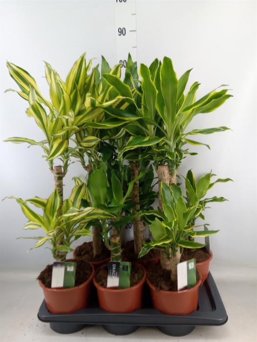 <h4>Dracaena frag.   ...mix 3</h4>