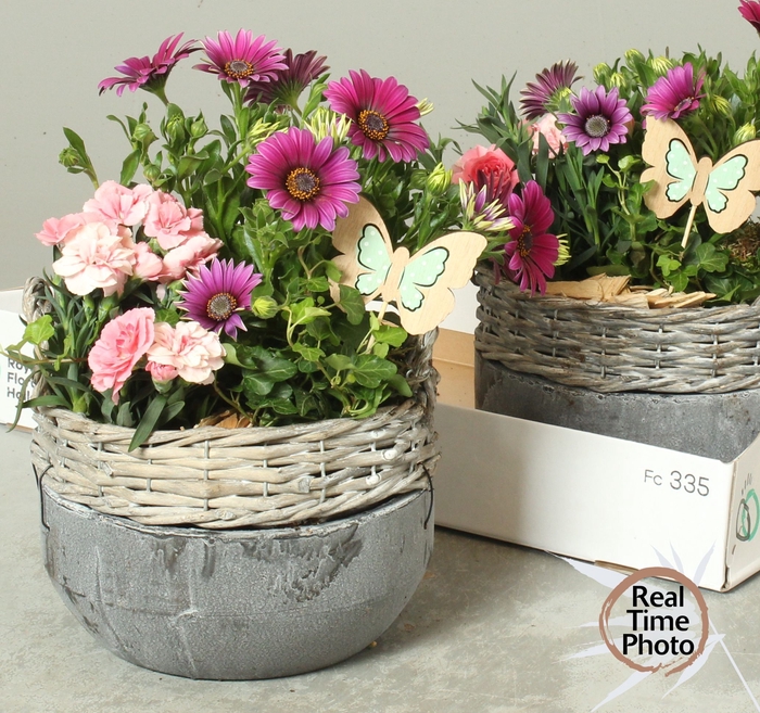 <h4>ARR TUINPLANTEN</h4>