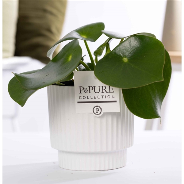 <h4>Peperomia Raindrop in P&PURE Ivy ceramics shiny white</h4>