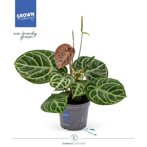 Mimesis Crystallium KARMA Crystal Hybride Compact - 17cm