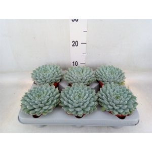 Echeveria setosa