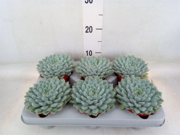 <h4>Echeveria setosa</h4>
