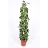 Philodendron Brasil