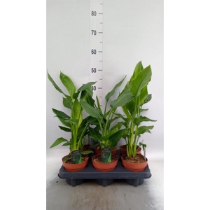 Strelitzia reg.   ...no flowers