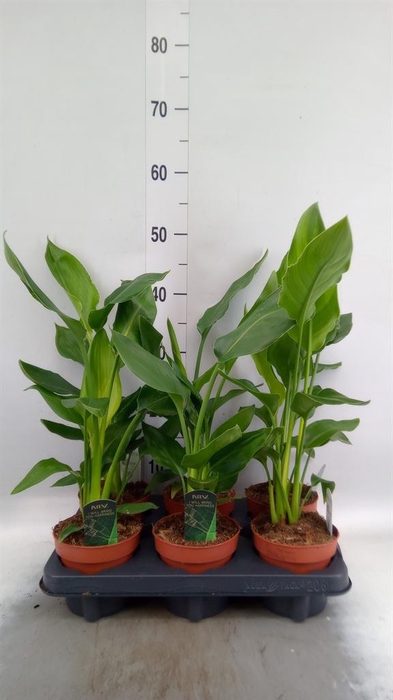 <h4>Strelitzia reg.   ...no flowers</h4>