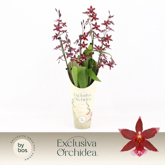 <h4>Barrocco Red, 5/6-spike 65+ cm 'Exclusiva Orchidea' Potcover</h4>