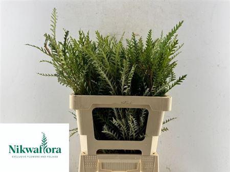 <h4>Grevillea Ivanhoe Bronze</h4>