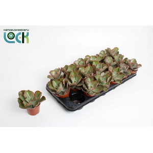 Echeveria Schaviana