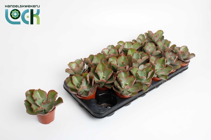 <h4>Echeveria Schaviana</h4>