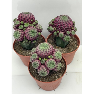 CACTUS GEM