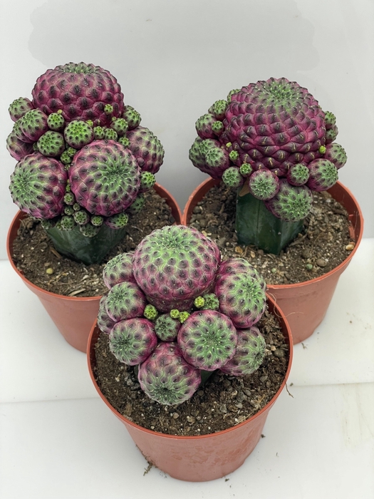 <h4>CACTUS GEM</h4>