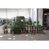 (20x1)** Aanb* Loss Plant Mix Pm 21-27