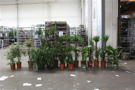 (20x1)** Aanb* Loss Plant Mix Pm 21-27