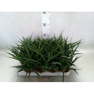 Sansevieria  'Fernwood'