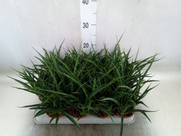 <h4>Sansevieria  'Fernwood'</h4>