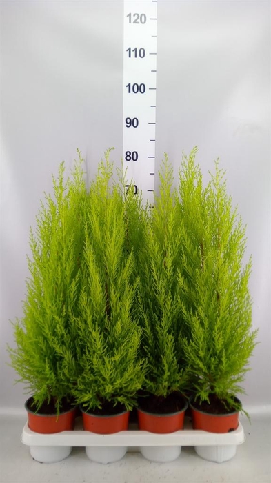 <h4>Cupressus macro. 'Goldcrest Wilma'</h4>