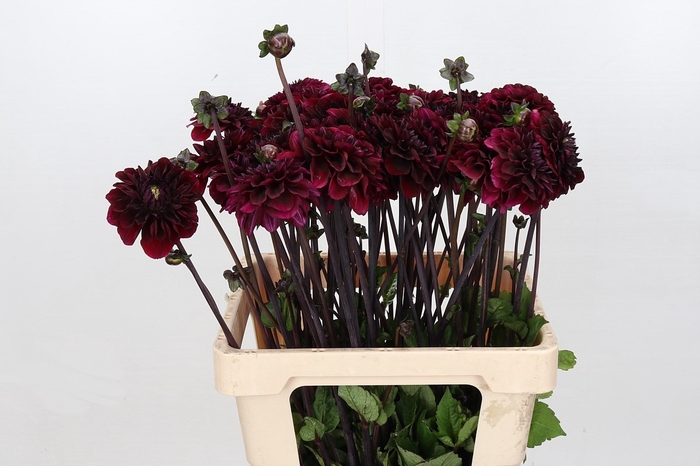 <h4>Dahlia Seniors Darkness</h4>