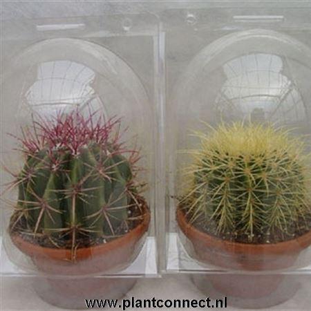 <h4>Cactus gemengd</h4>
