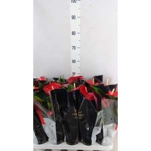 Anthurium andr. 'Querida'